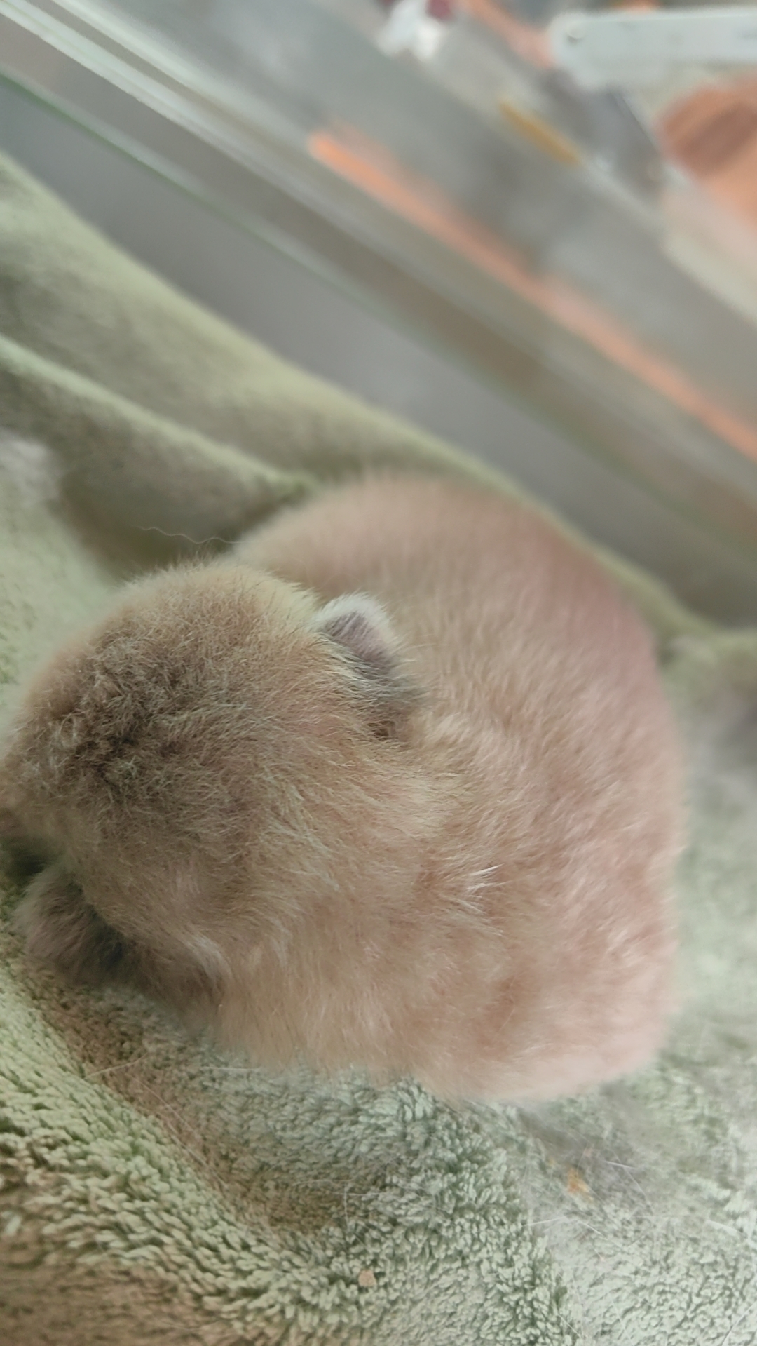 蓝金渐层小奶猫